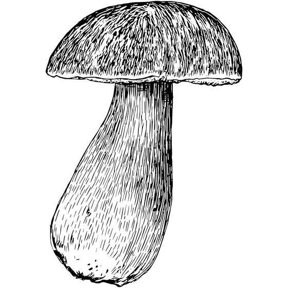 Boletus edulis var. edulis Mushroom Color Atlas